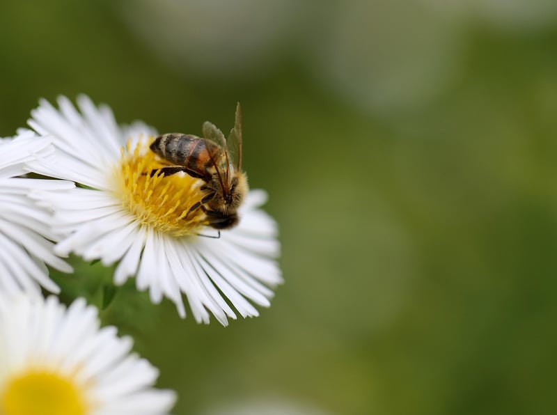 Bee on a flower